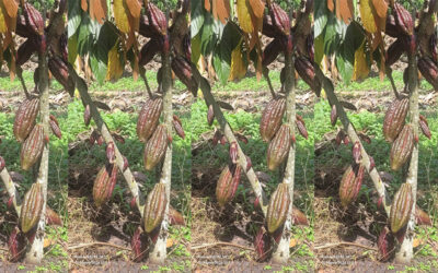 A plantation of Cocoa grown from Kinobe Village, Nyabweya Parish, Kasenda Sub-county, Kabarole village