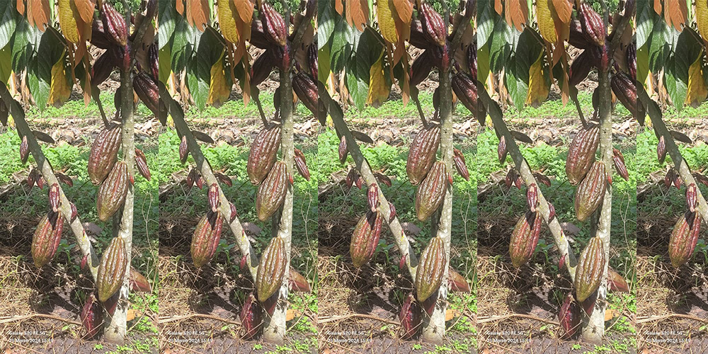 A plantation of Cocoa grown from Kinobe Village, Nyabweya Parish, Kasenda Sub-county, Kabarole village